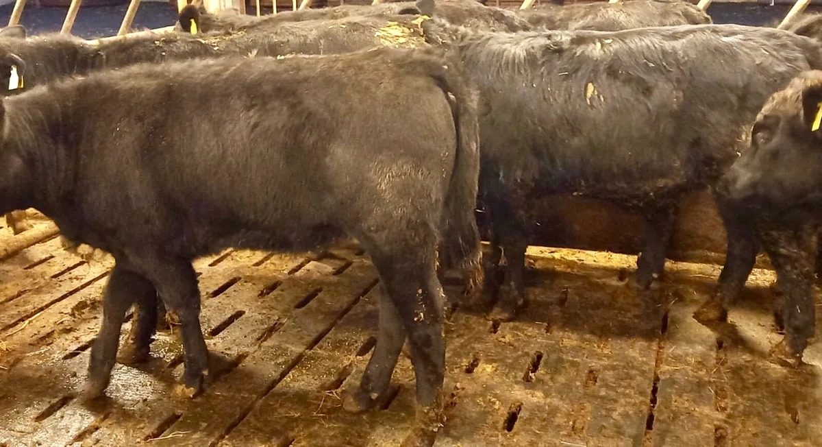 Donegal  Angus  @ Leinster Livestock - Image 1