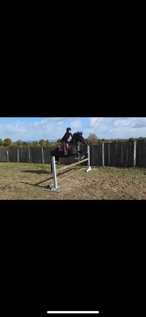 Gelding - Image 1