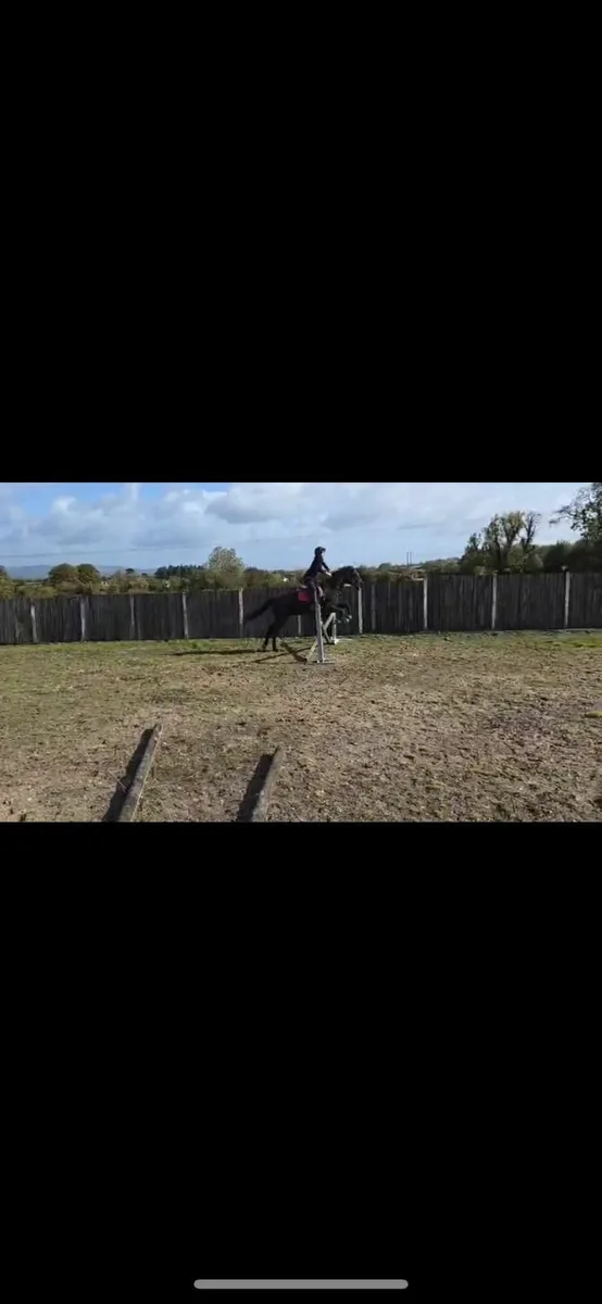 Gelding - Image 2