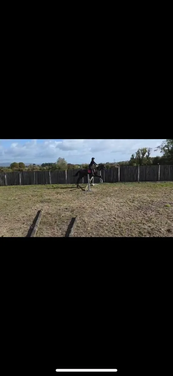 Gelding - Image 3