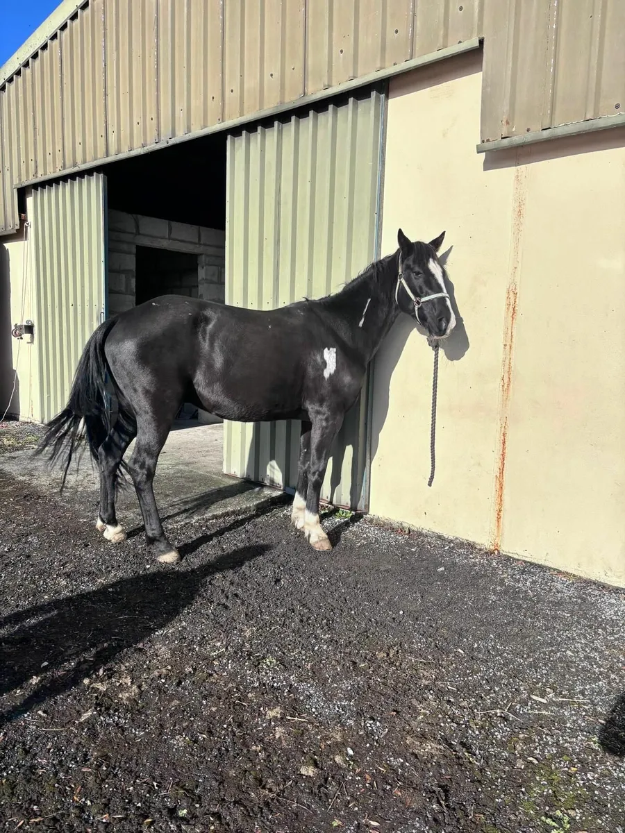 Gelding - Image 4