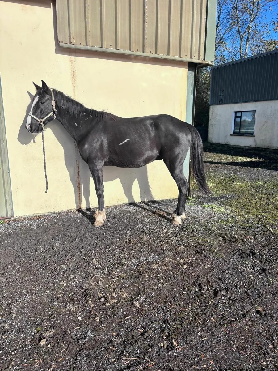 Gelding - Image 4