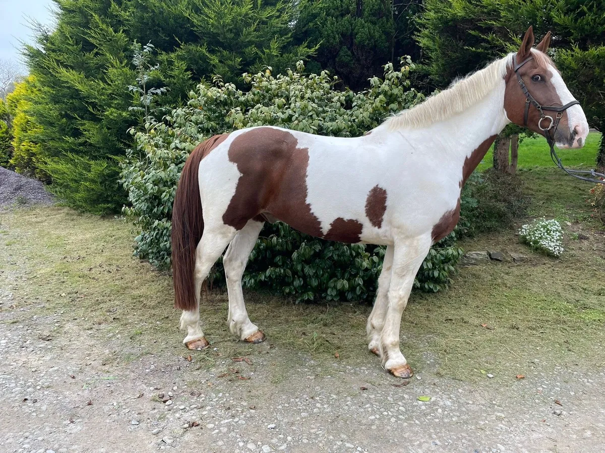 11 year old gelding Goresbridge Horse Sale LOT 126 - Image 1