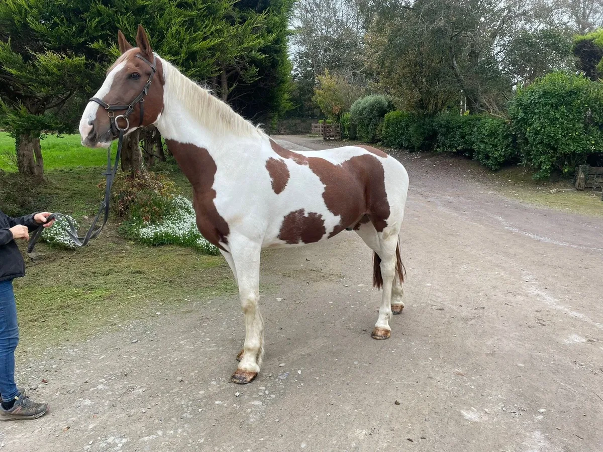 11 year old gelding Goresbridge Horse Sale LOT 126 - Image 2