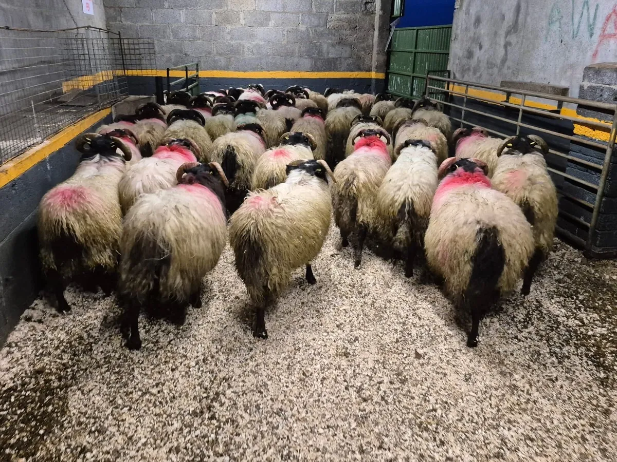 40 Horned Ram Lambs - Image 2
