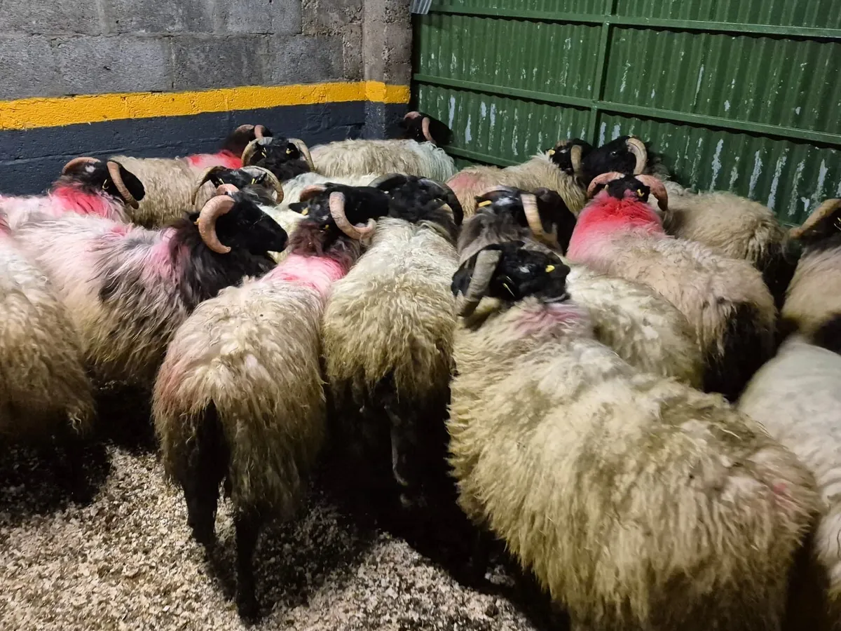 40 Horned Ram Lambs - Image 3