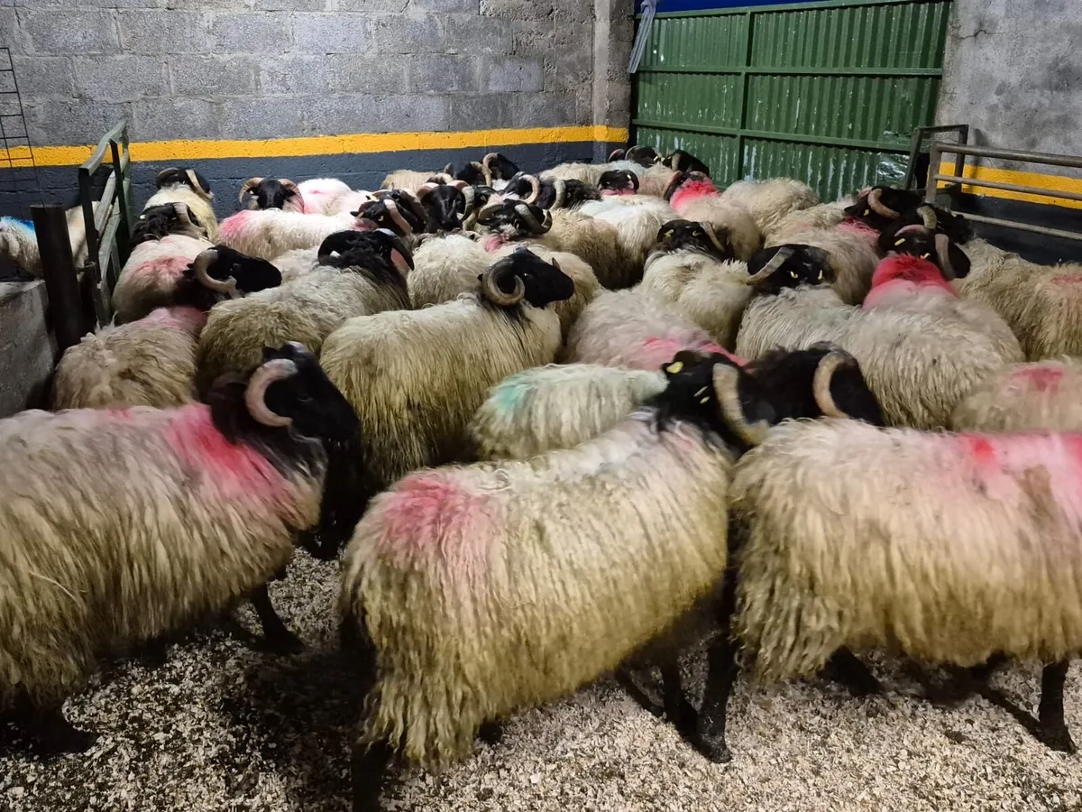 40 Horned Ram Lambs - Image 4