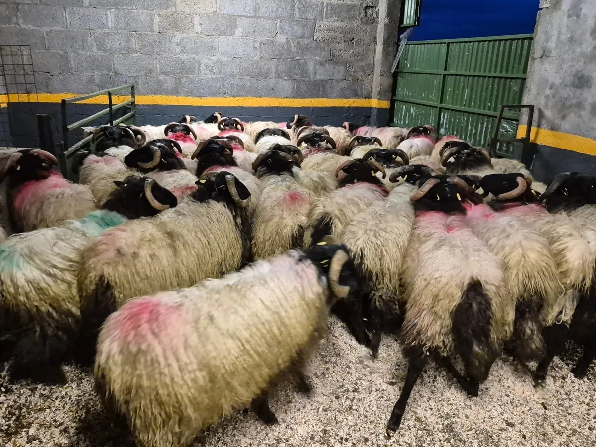 40 Horned Ram Lambs - Image 1