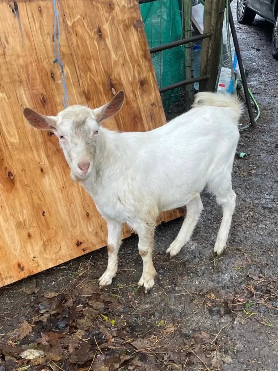 2 Puck Goats and other goats for sale - Image 1