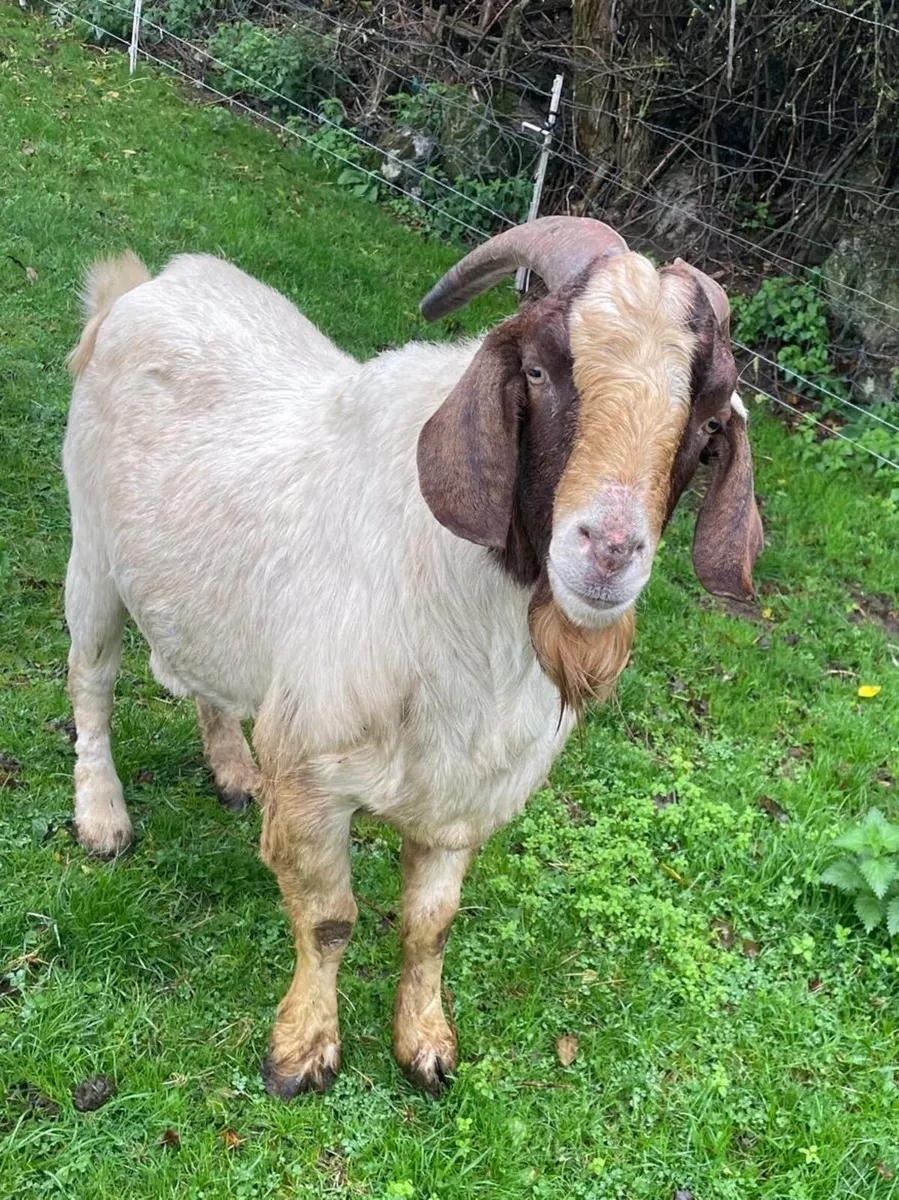 2 Puck Goats and other goats for sale - Image 2