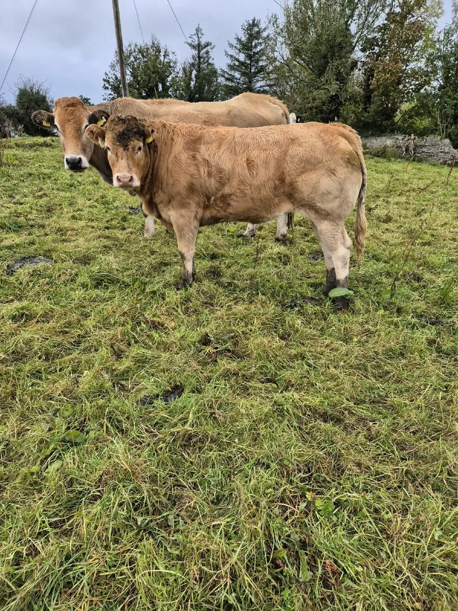 Heifers - Image 2
