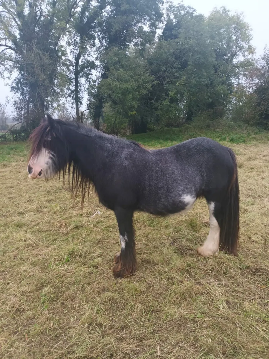 2 mares for sale - Image 1