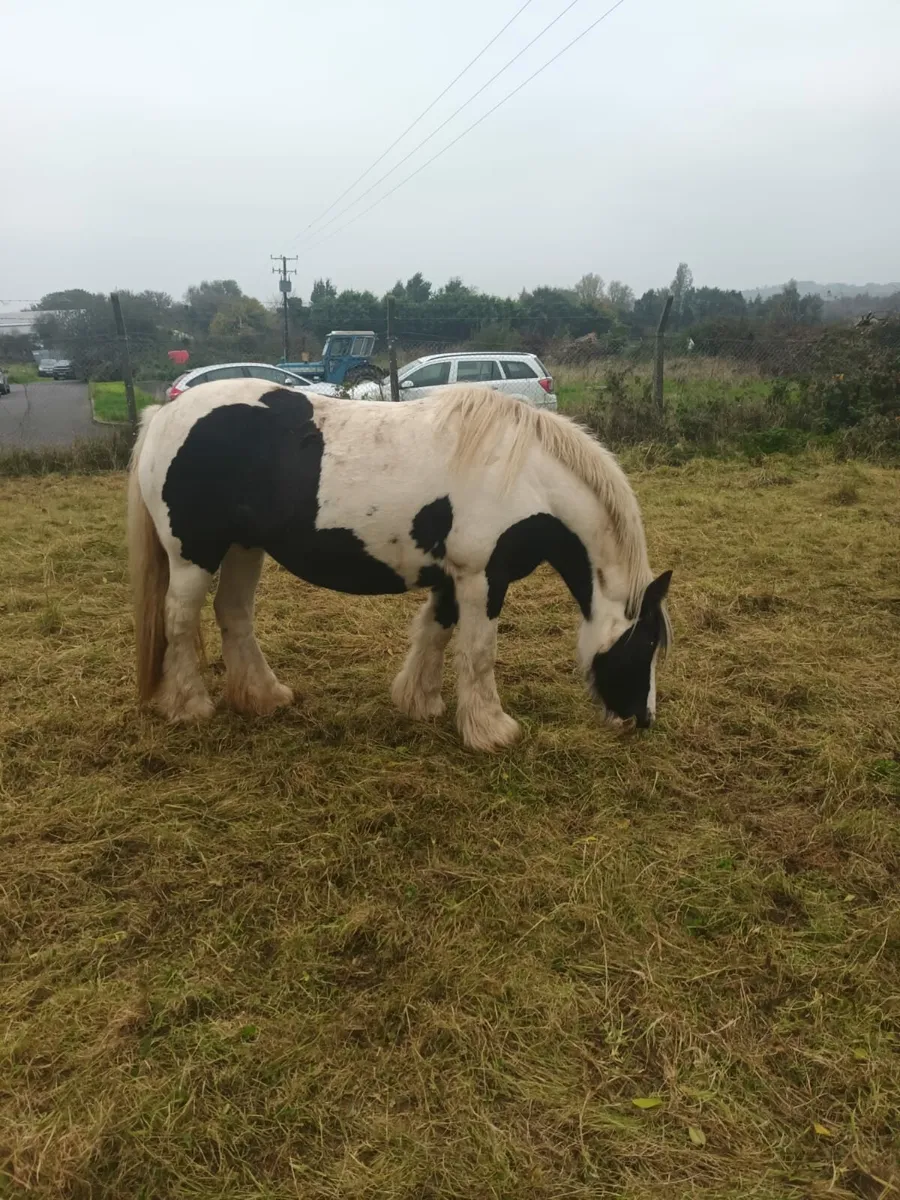 2 mares for sale - Image 2