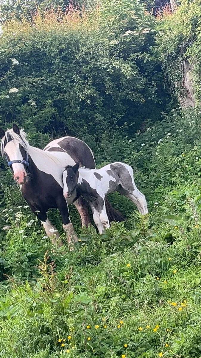 2 mares for sale - Image 4