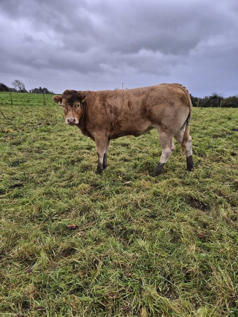 Heifers - Image 3