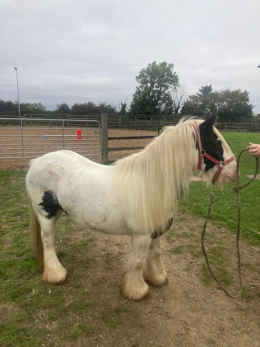 ☘️Cob Mare - Image 1