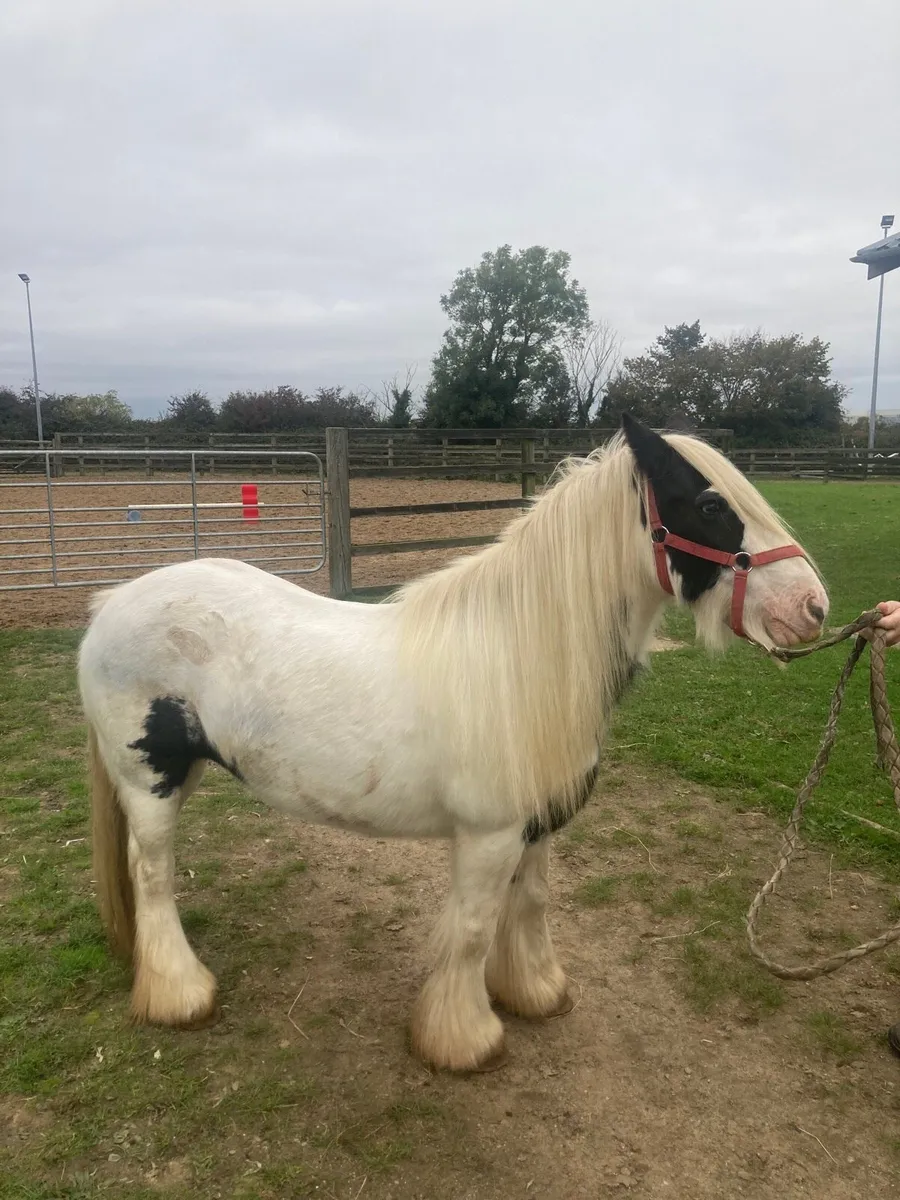 ☘️Cob Mare - Image 2