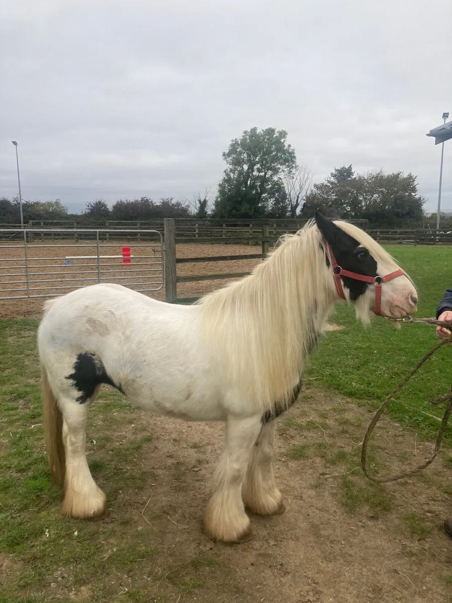 ☘️Cob Mare - Image 3