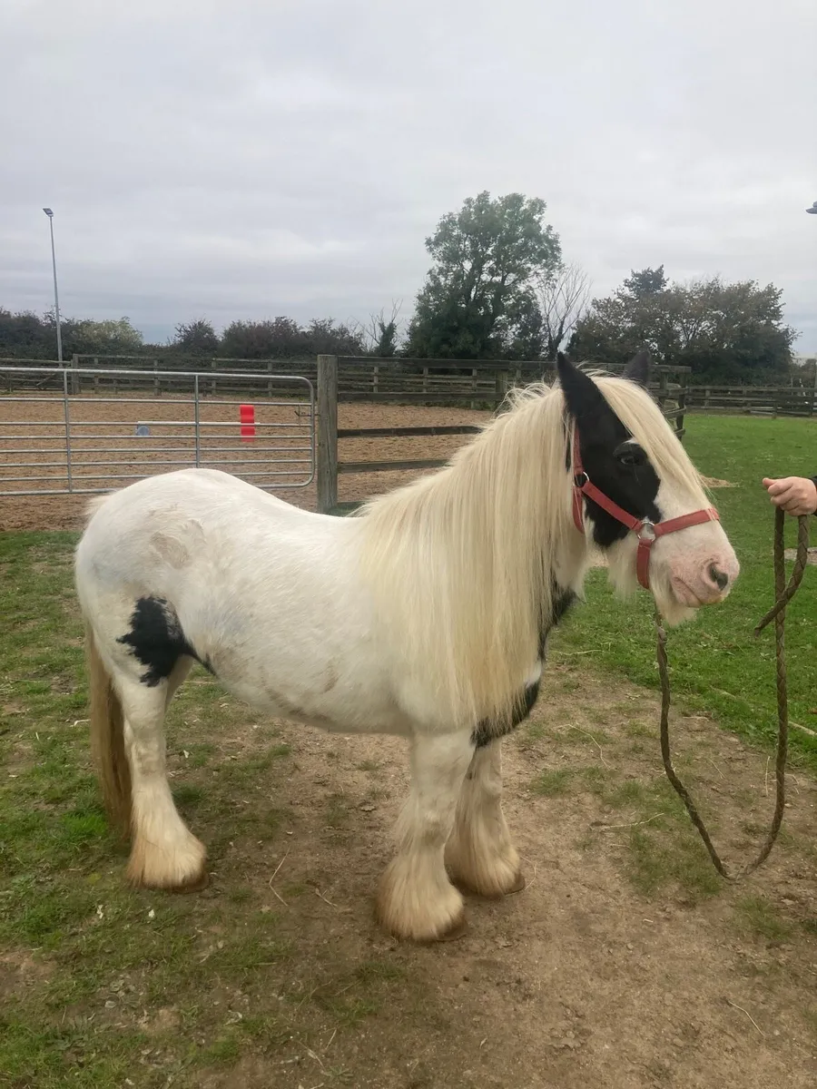 ☘️Cob Mare - Image 4
