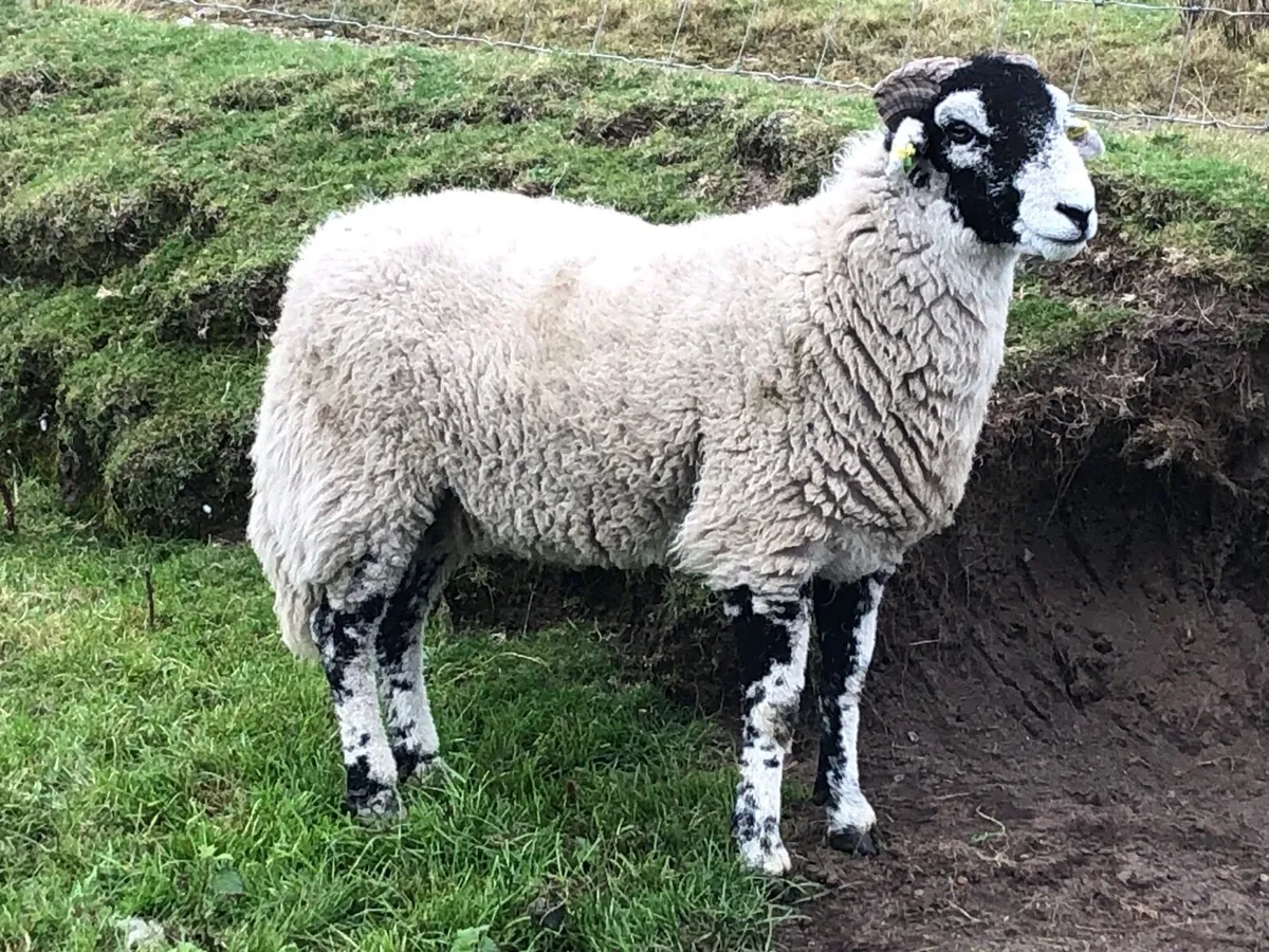 🔥 SIS Swaledale hogget 🔥 - Image 2