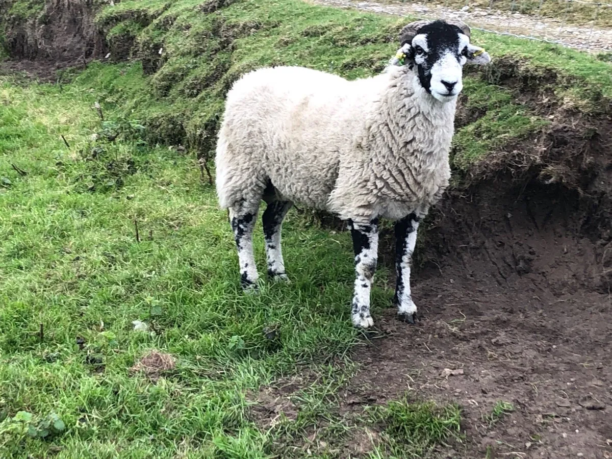 🔥 SIS Swaledale hogget 🔥 - Image 3