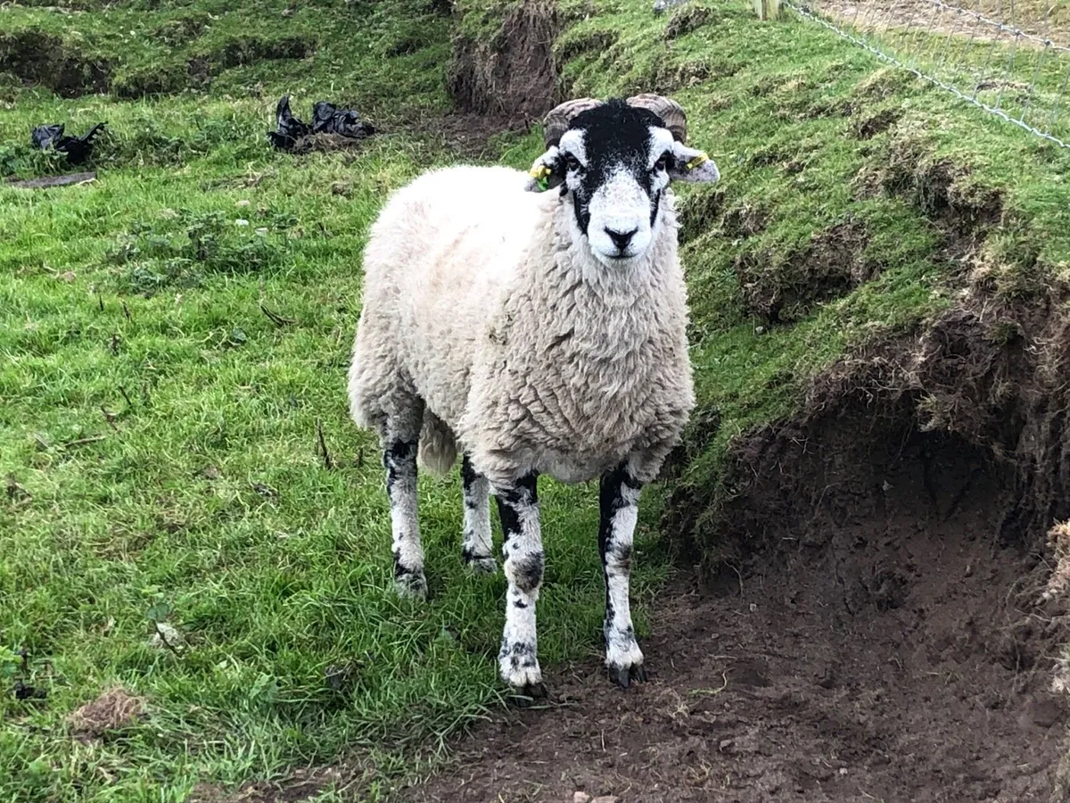 🔥 SIS Swaledale hogget 🔥 - Image 1