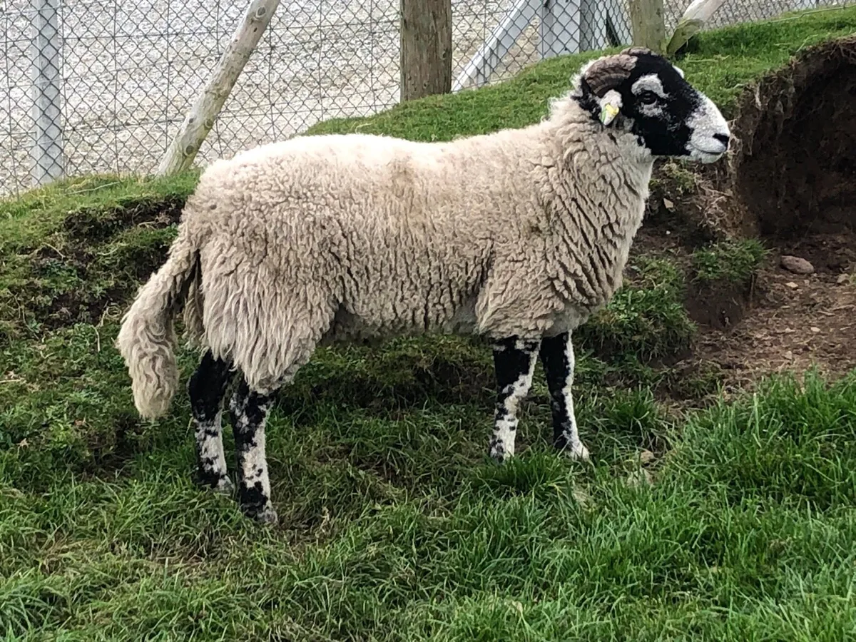 🔥 SIS Swaledale hogget 🔥 - Image 4