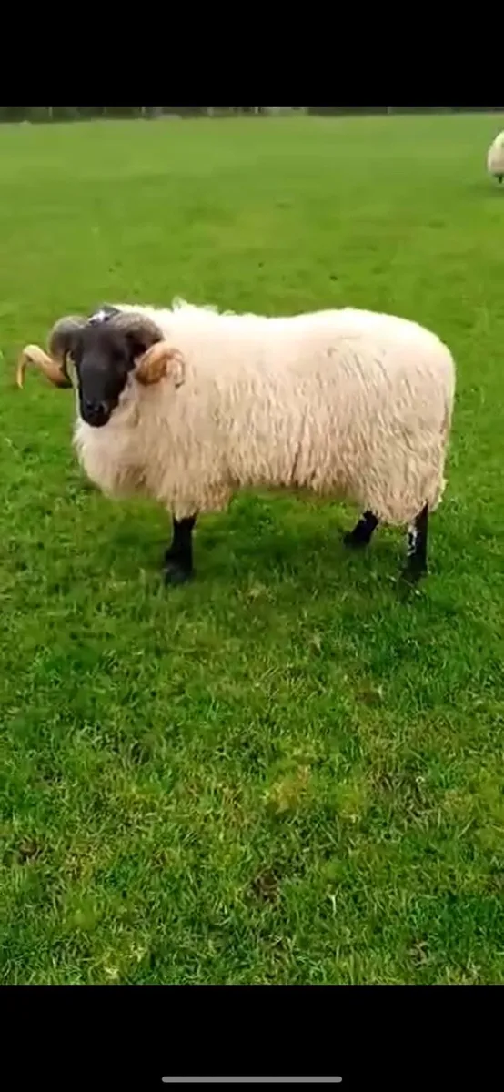 Mayo Ram