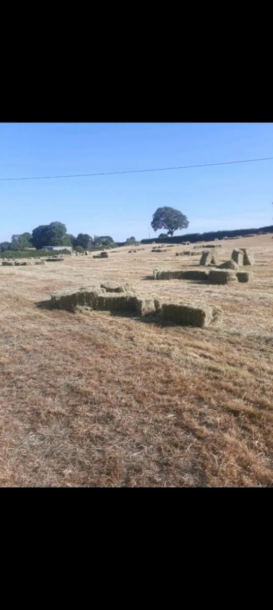 Small Square Bales. Hay & straw - Image 2