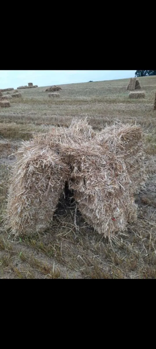 Small Square Bales. Hay & straw - Image 4