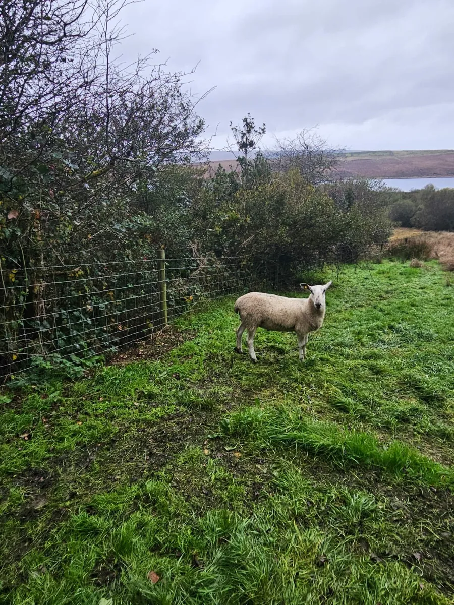 Blue Leicester Ram - Image 1