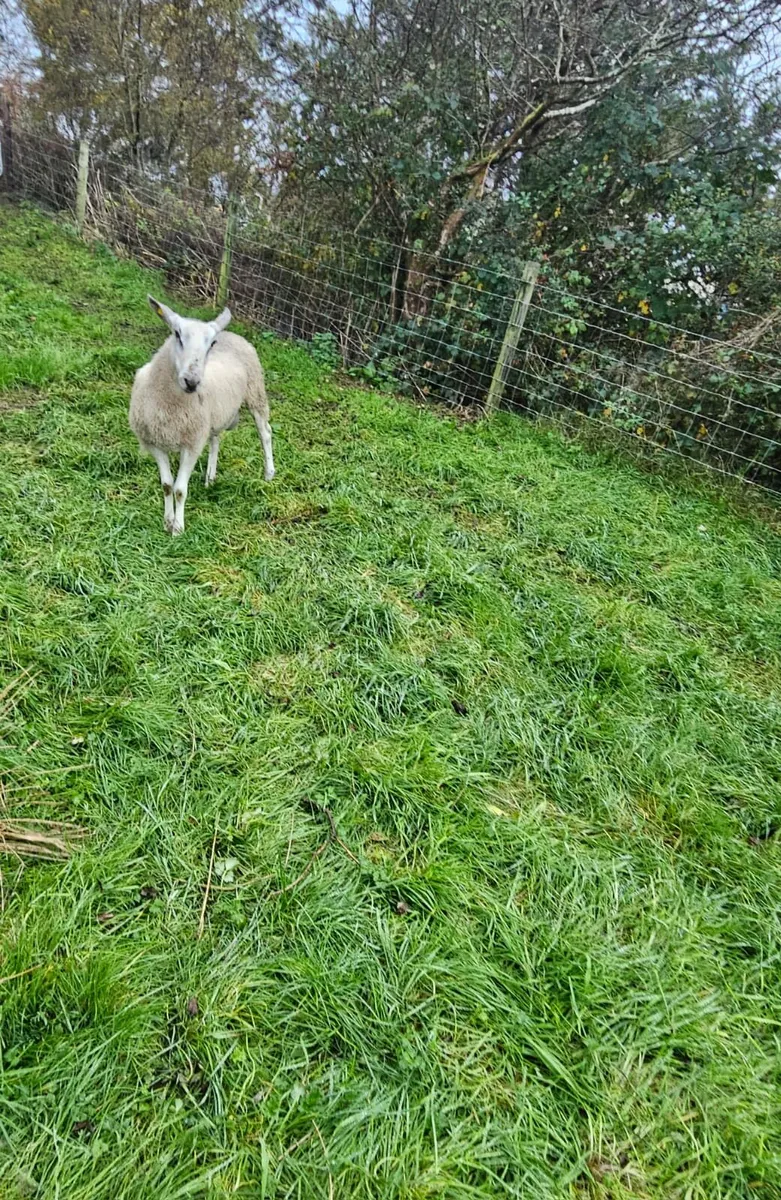 Blue Leicester Ram - Image 2