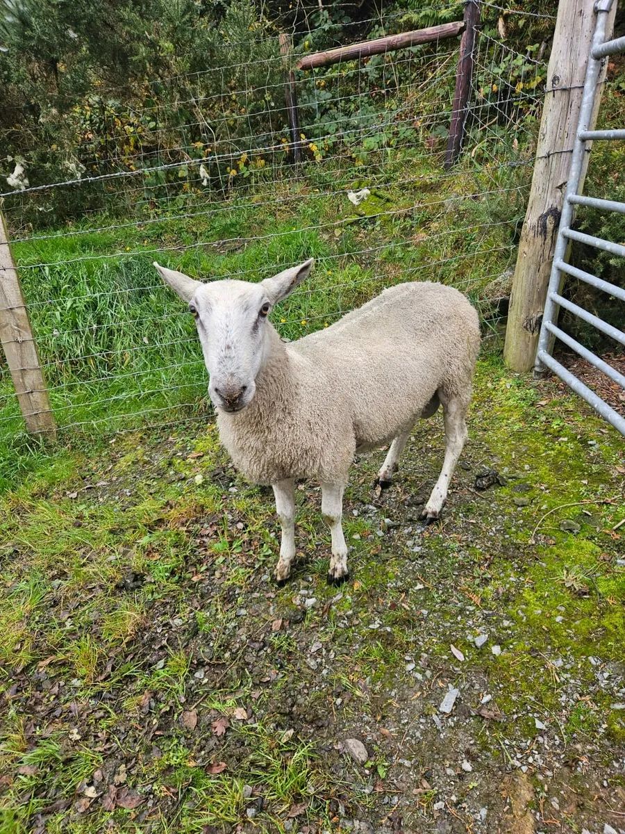 Blue Leicester Ram - Image 3