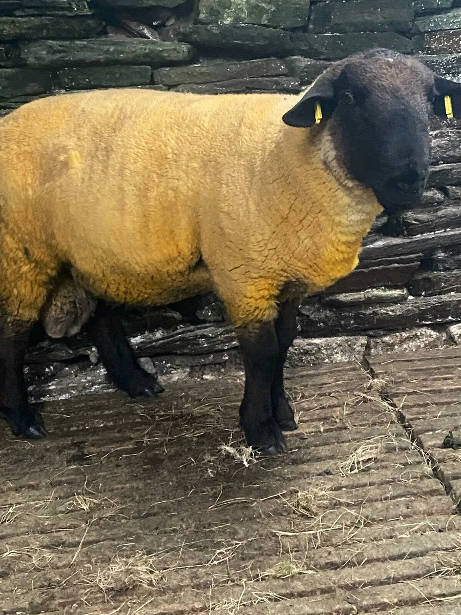 Purebred suffolk - Image 1