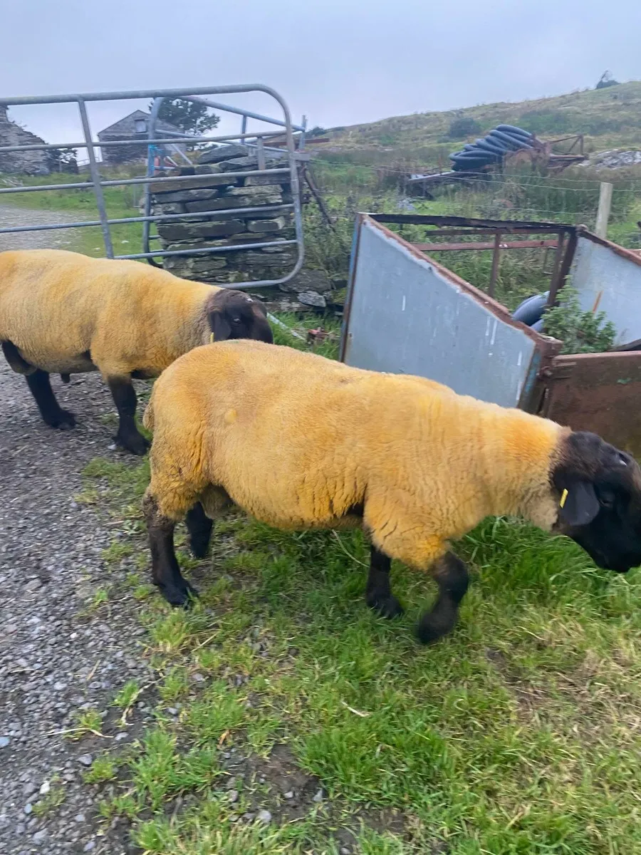 Purebred suffolk - Image 2