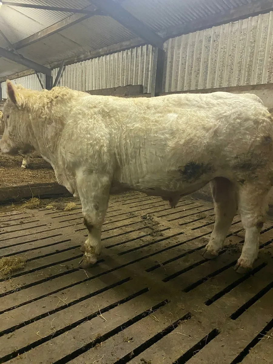 Purebred charolais bull - Image 1