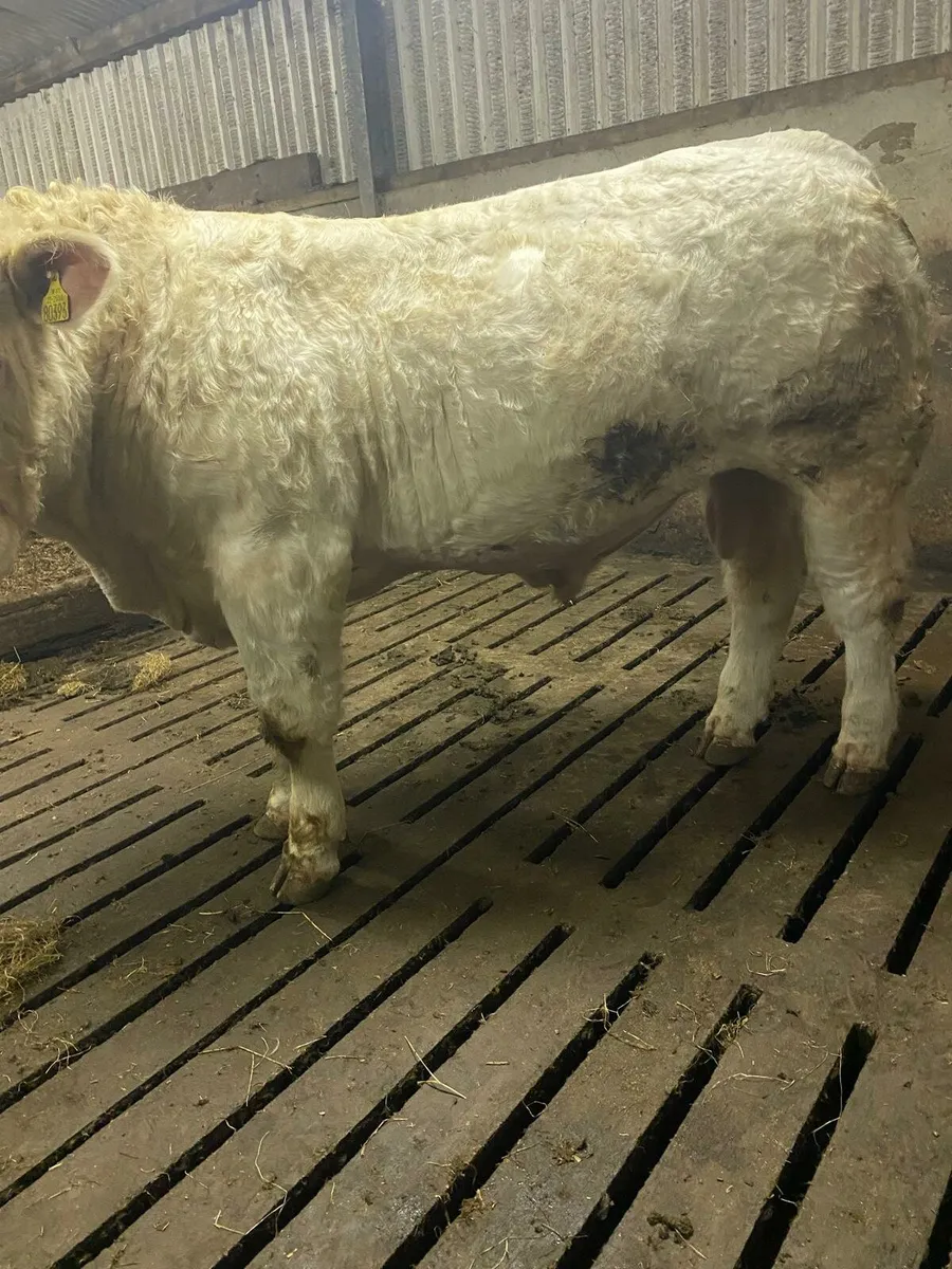 Purebred charolais bull - Image 2