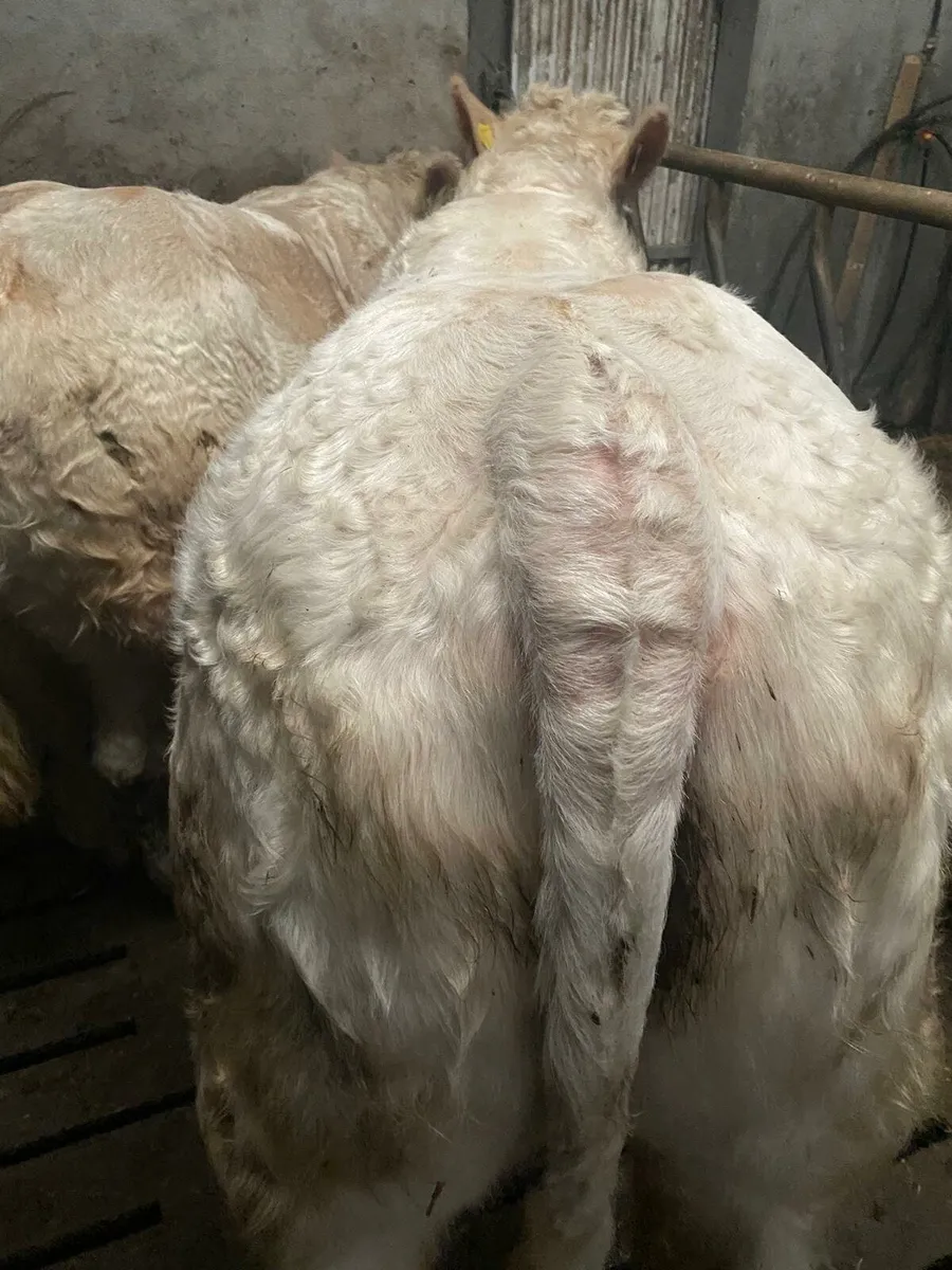 Purebred charolais bull - Image 3