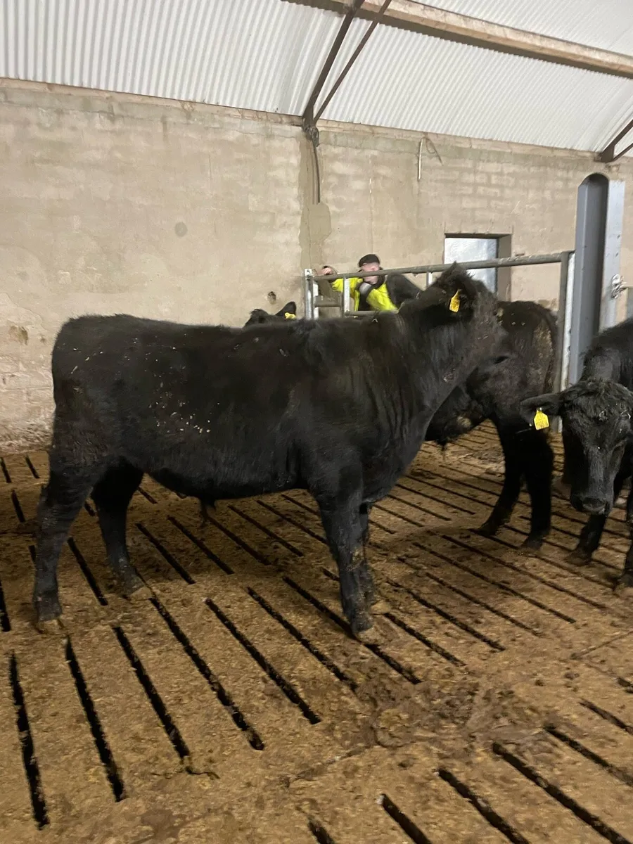 Calves - Image 2