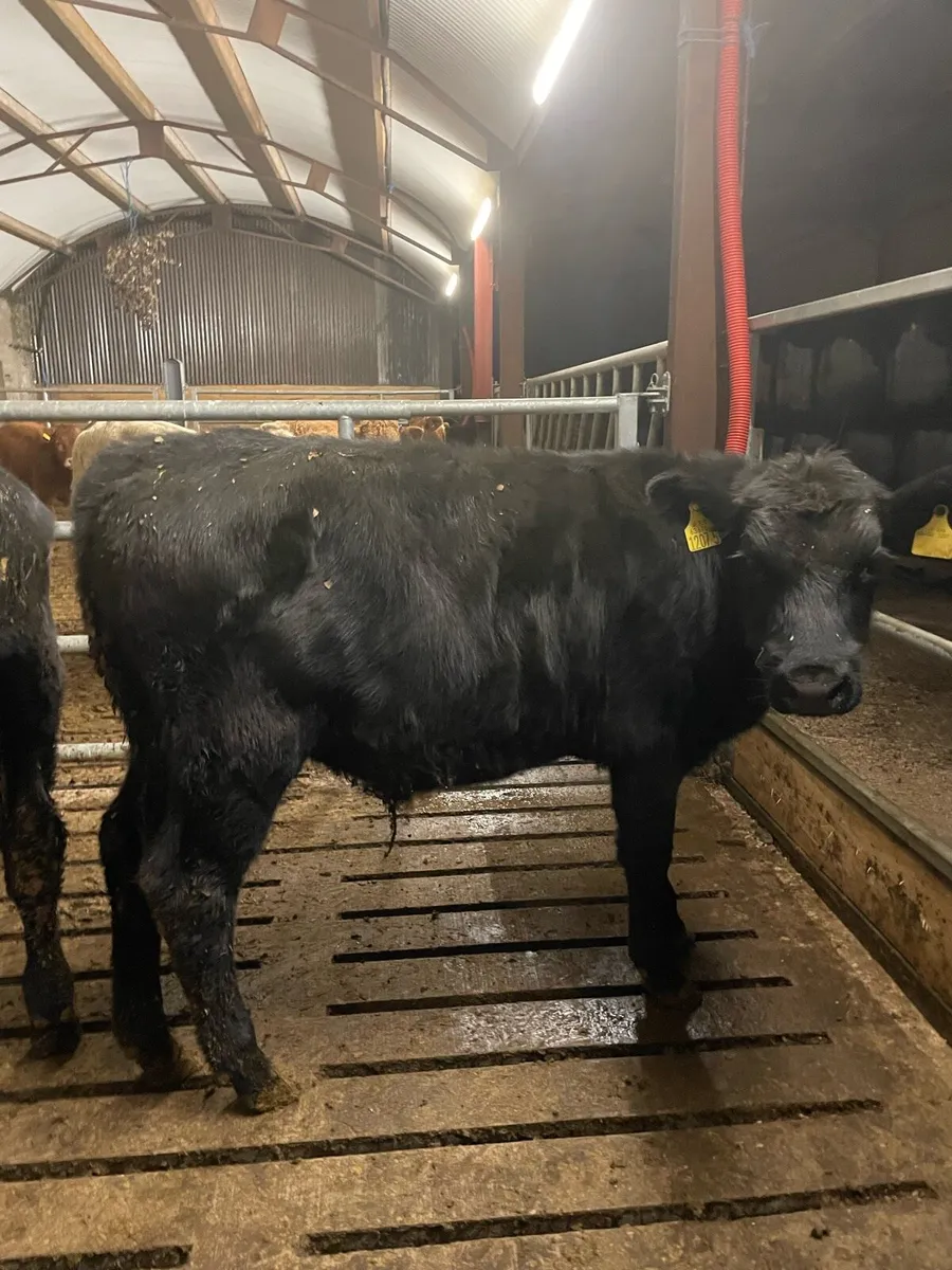 Calves - Image 1