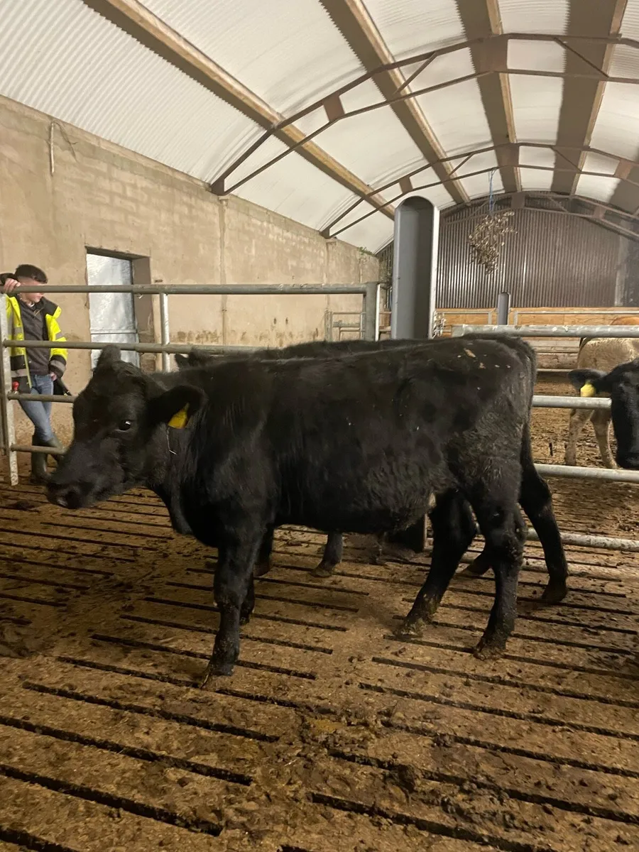 Calves - Image 3