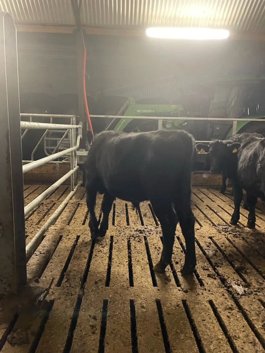 Calves - Image 4