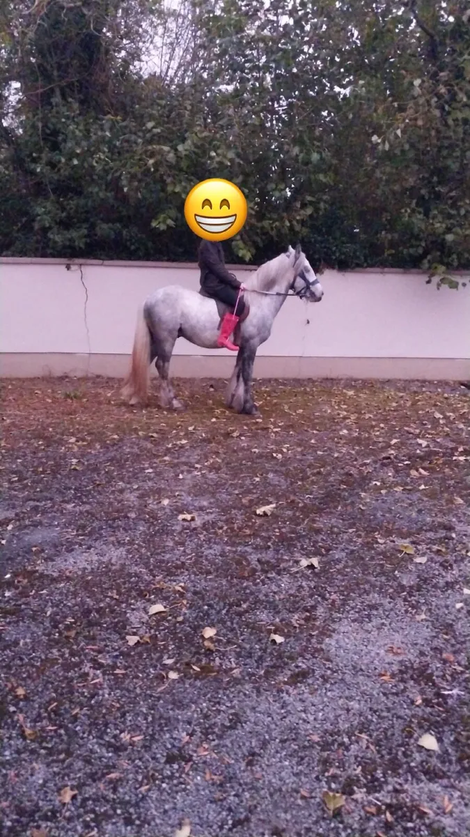 Pony - Image 1