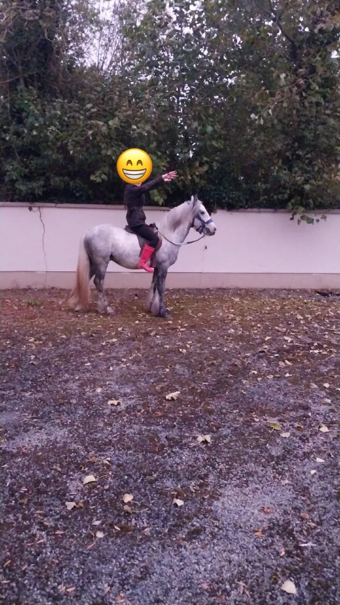 Pony - Image 3