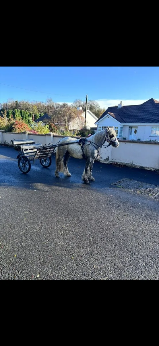 Pony - Image 4