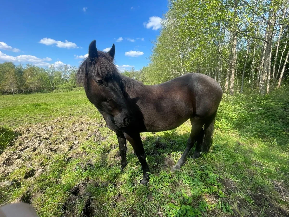 3 year old Connemara filly - Image 2