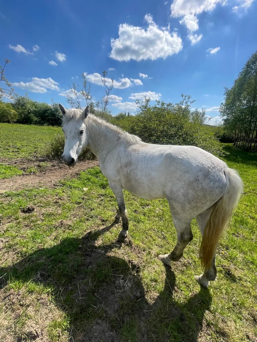 3 year old Connemara filly - Image 3