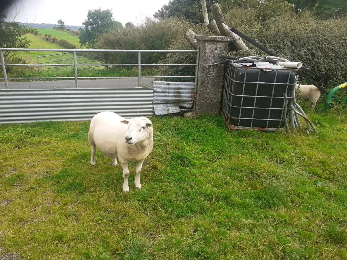 Ram