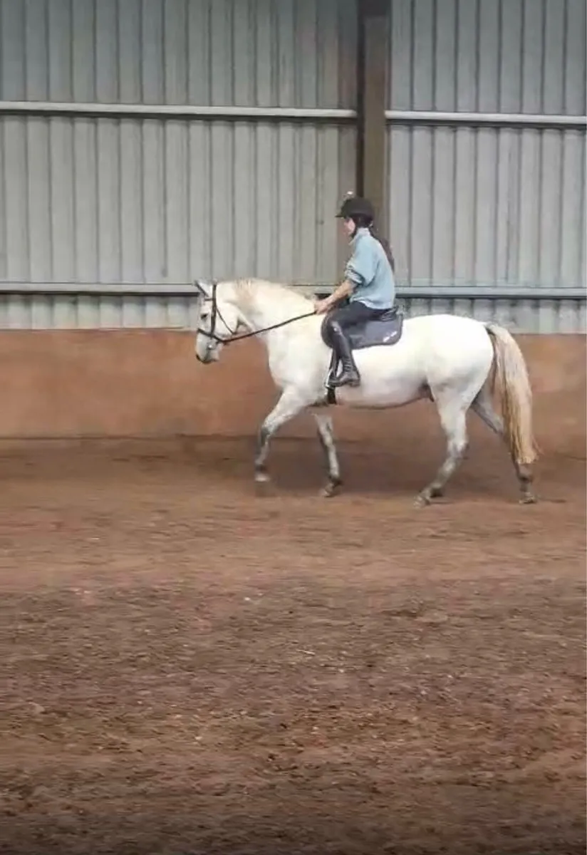 4yr old 148cm Connemara Pony - Image 1