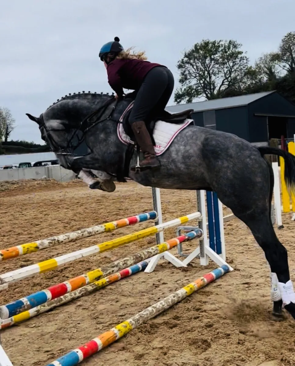 Flashy ISH gelding - Image 3